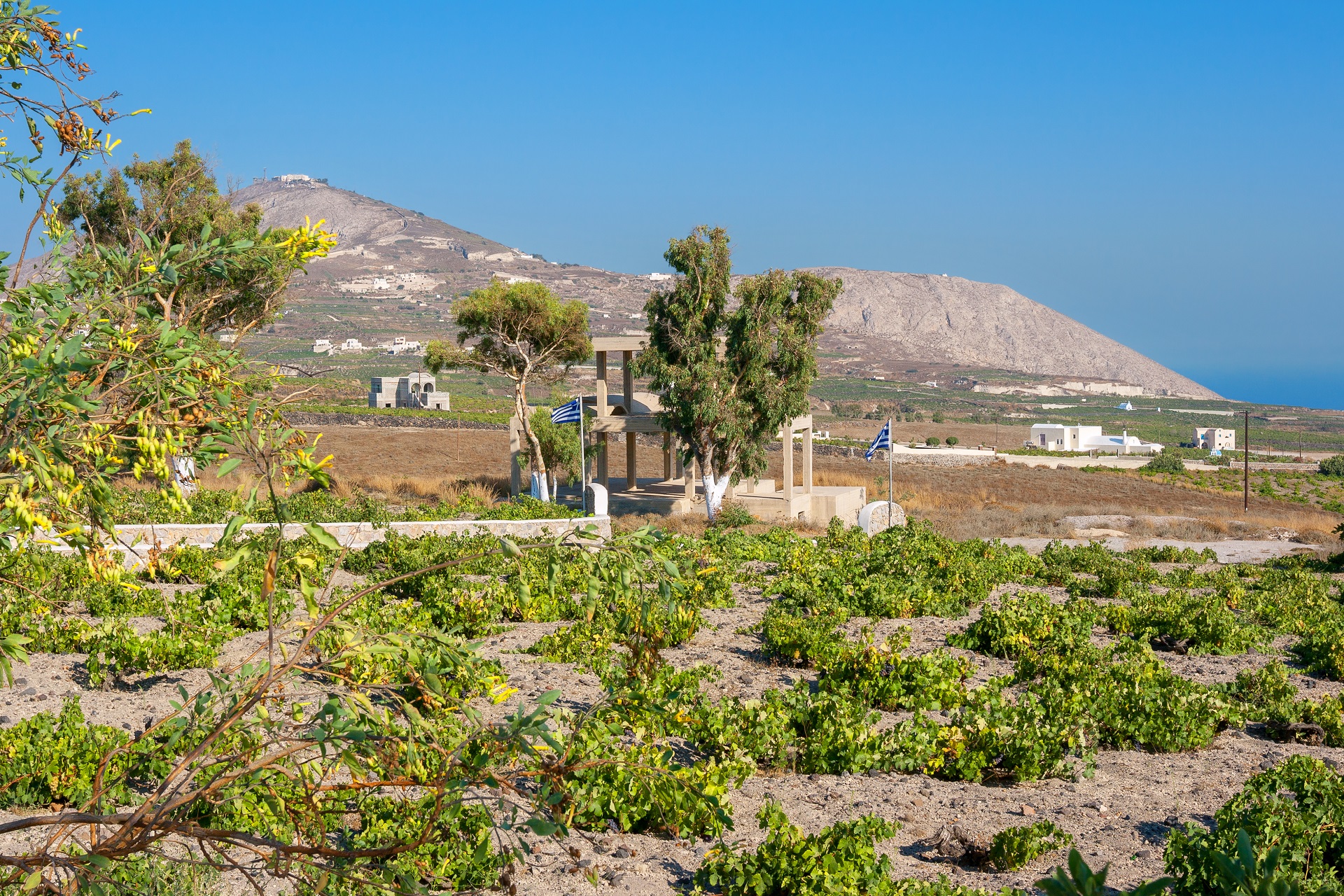 Vines in Santorini